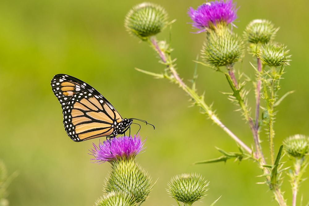 Monarch on Bull thistle art print by Richard and Susan Day for $57.95 CAD