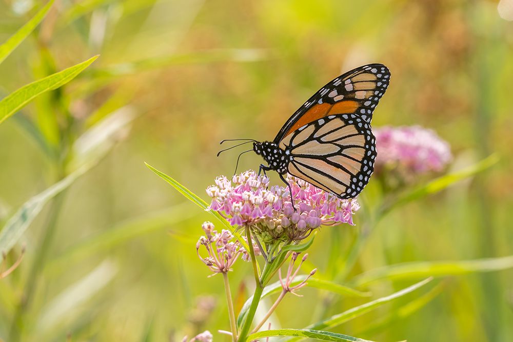 Monarch on swamp milkweed art print by Richard and Susan Day for $57.95 CAD