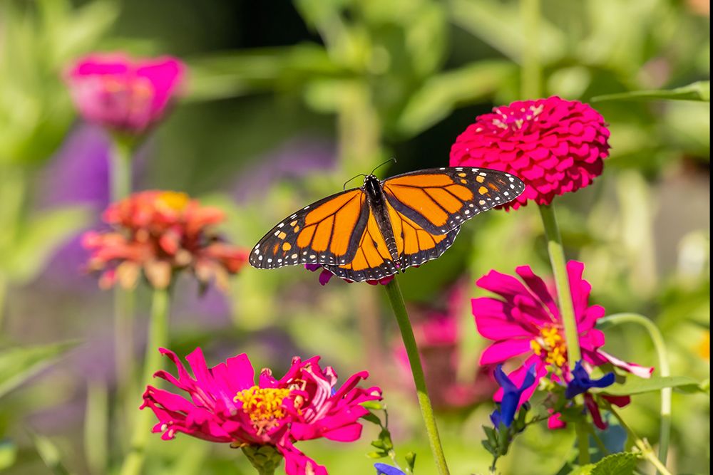 Monarch on zinnia art print by Richard and Susan Day for $57.95 CAD