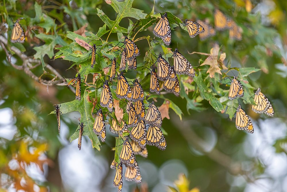 Monarchs gathering to roost in tree during migration south art print by Richard and Susan Day for $57.95 CAD