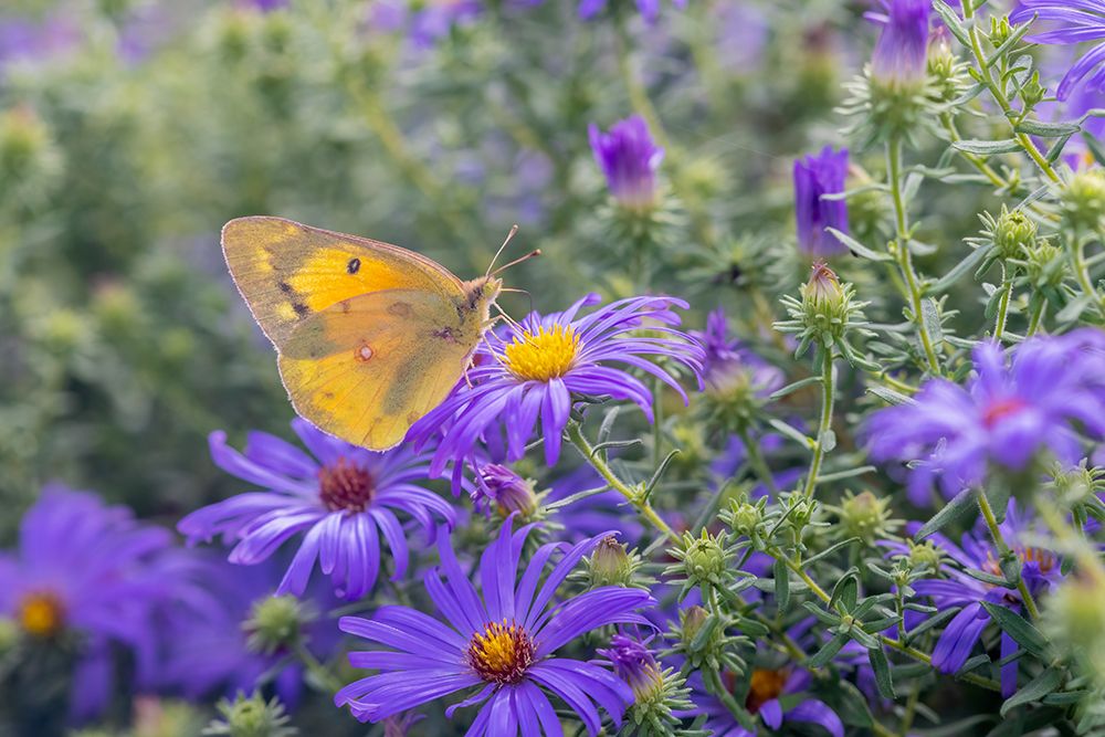 Orange Sulphur on Frikarts Aster art print by Richard and Susan Day for $57.95 CAD