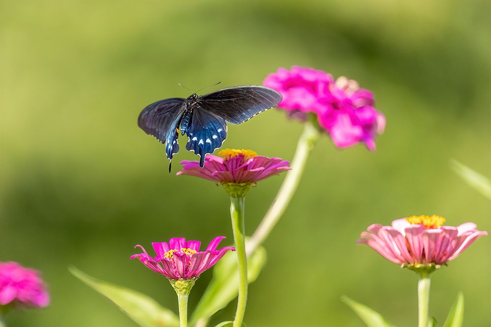 Pipevine swallowtail flying art print by Richard and Susan Day for $57.95 CAD
