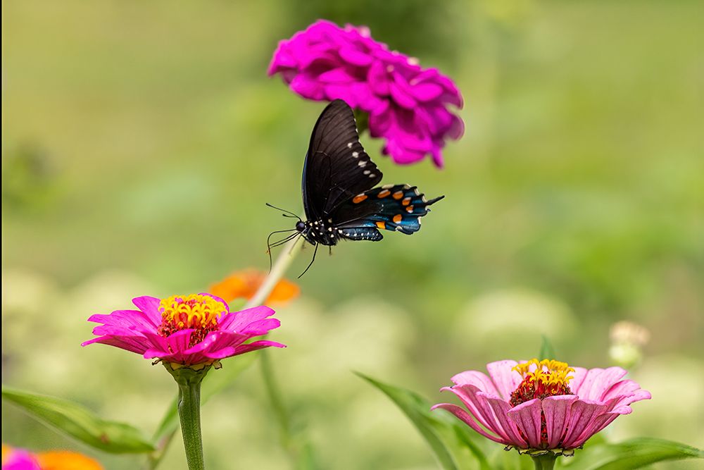 Pipevine swallowtail flying art print by Richard and Susan Day for $57.95 CAD