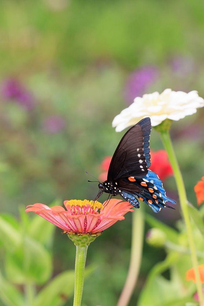 Pipevine swallowtail on zinnia art print by Richard and Susan Day for $57.95 CAD
