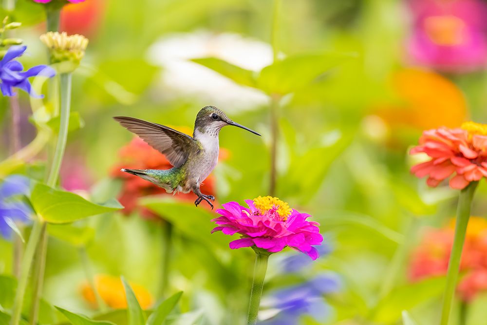 Ruby-throated hummingbird art print by Richard and Susan Day for $57.95 CAD