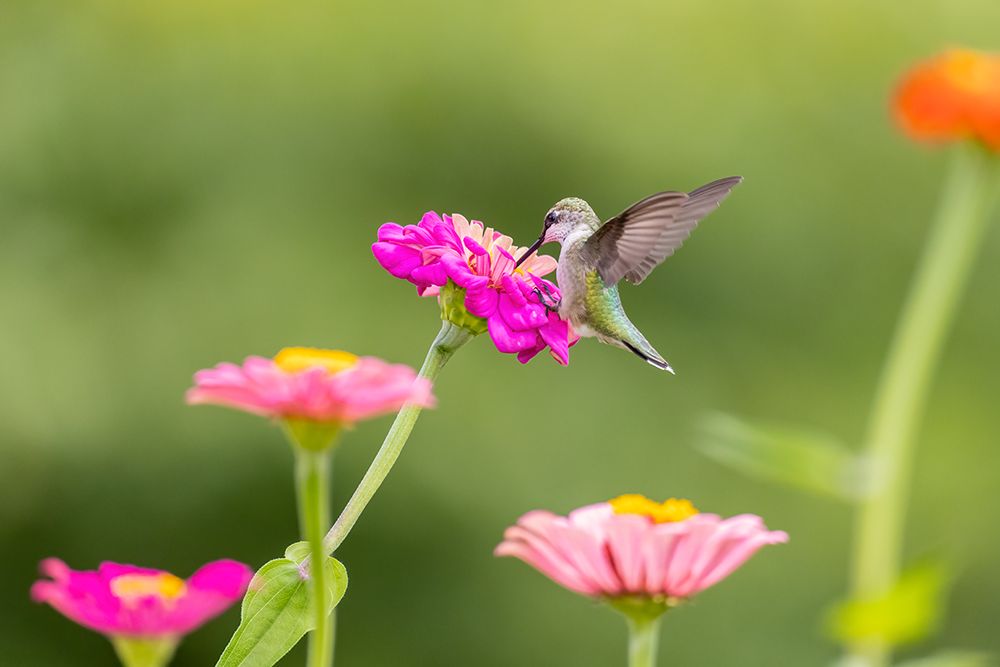 Ruby-throated hummingbird art print by Richard and Susan Day for $57.95 CAD