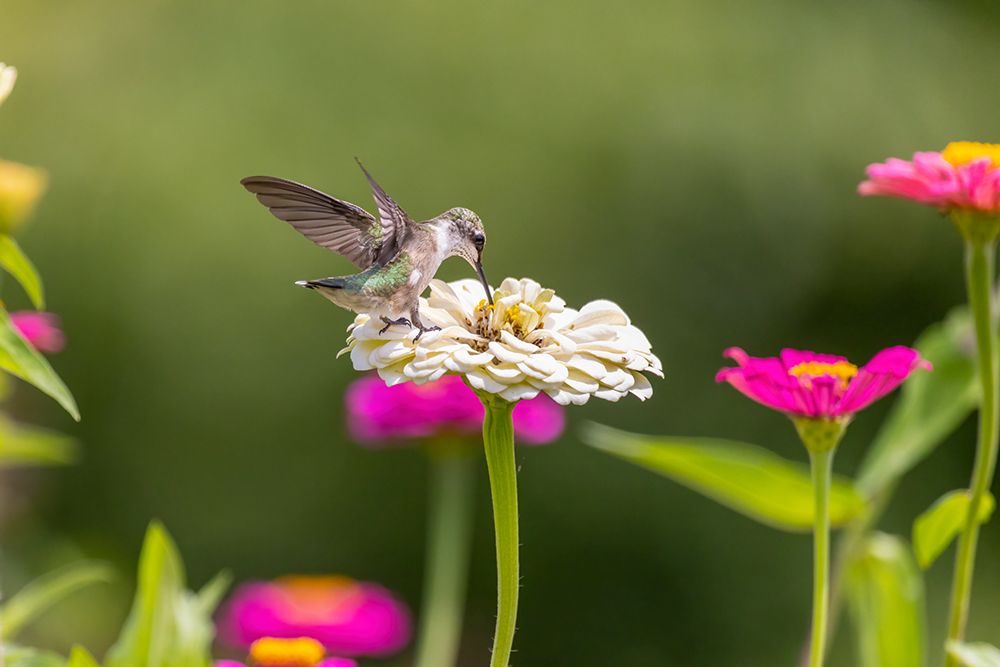 Ruby-throated hummingbird art print by Richard and Susan Day for $57.95 CAD