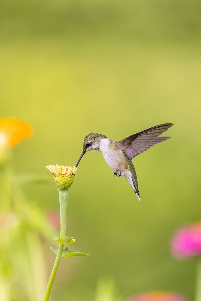 Ruby-throated hummingbird art print by Richard and Susan Day for $57.95 CAD
