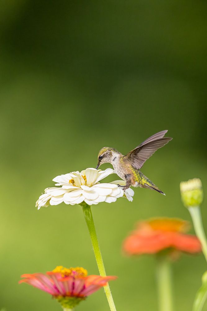 Ruby-throated hummingbird art print by Richard and Susan Day for $57.95 CAD