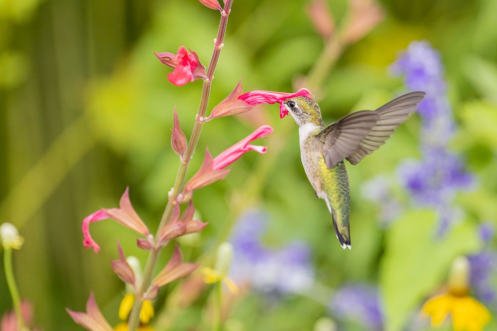 Ruby-throated hummingbird art print by Richard and Susan Day for $57.95 CAD