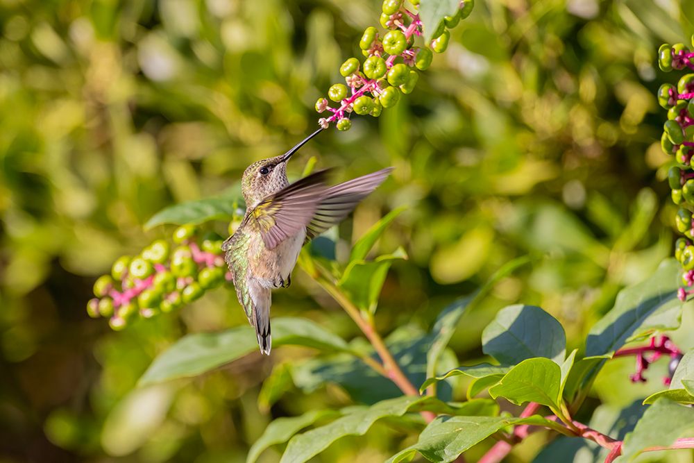 Ruby-throated hummingbird at American pokeweed art print by Richard and Susan Day for $57.95 CAD