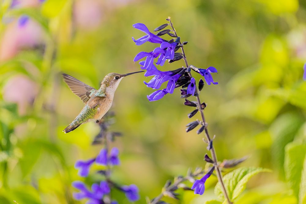 Ruby-throated hummingbird at black and blue salvia art print by Richard and Susan Day for $57.95 CAD
