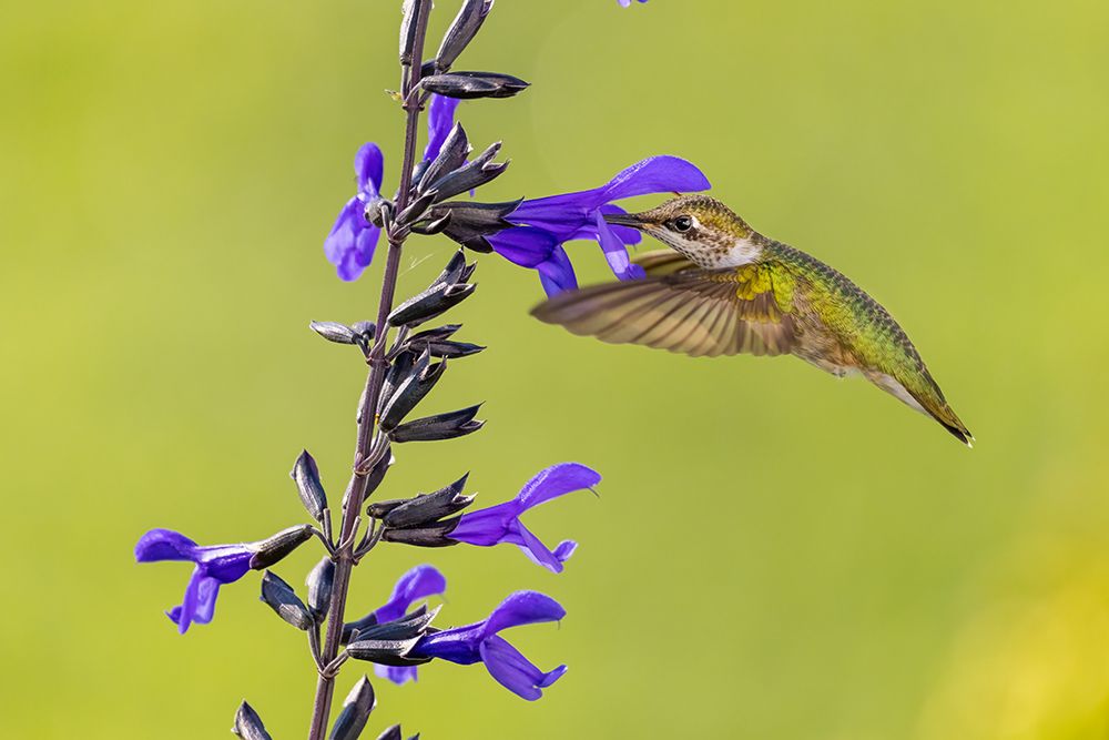 Ruby-throated hummingbird at black and blue salvia art print by Richard and Susan Day for $57.95 CAD