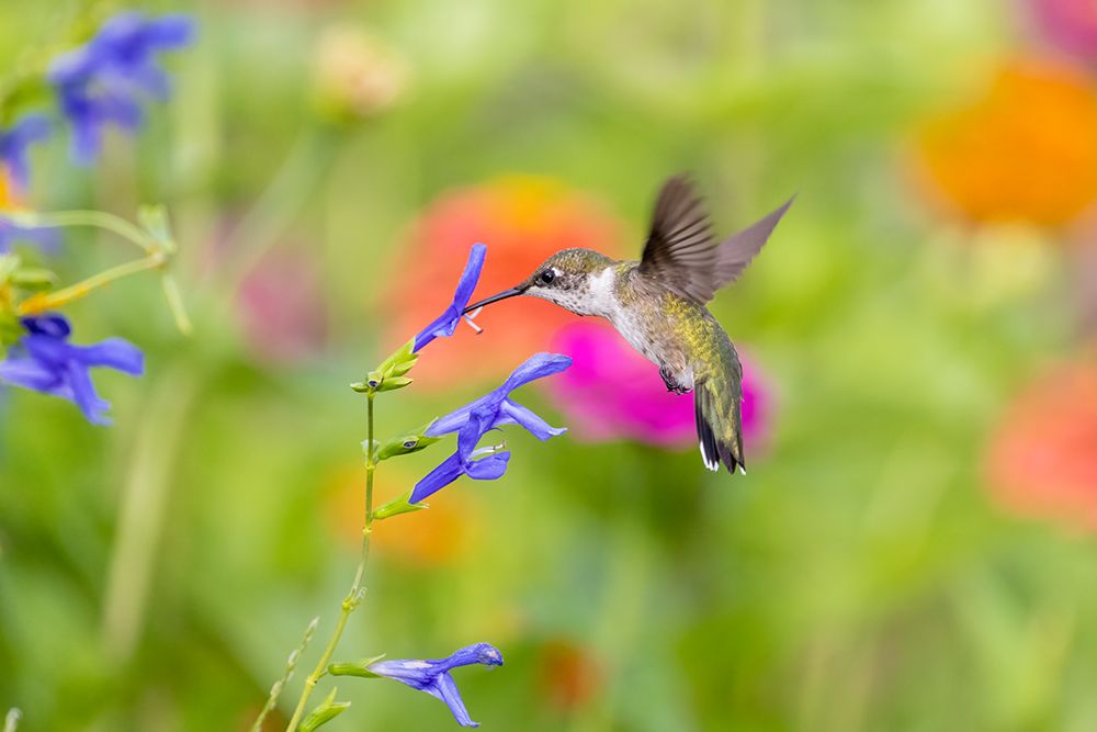 Ruby-throated hummingbird at blue ensign salvia art print by Richard and Susan Day for $57.95 CAD
