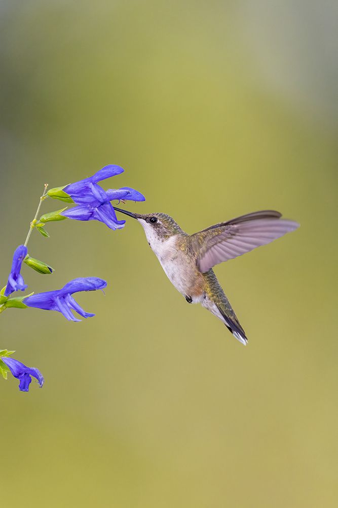 Ruby-throated hummingbird at blue ensign salvia art print by Richard and Susan Day for $57.95 CAD