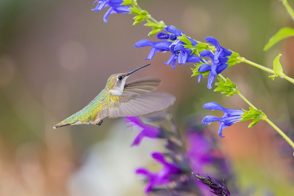 Ruby-throated hummingbird at blue ensign salvia art print by Richard and Susan Day for $57.95 CAD