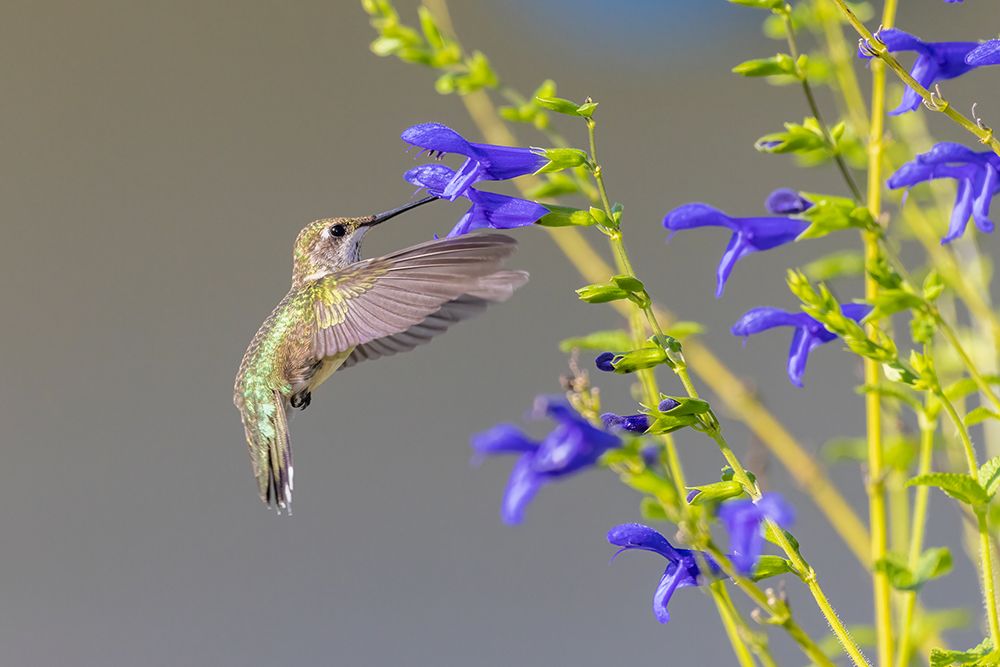 Ruby-throated hummingbird at blue ensign salvia art print by Richard and Susan Day for $57.95 CAD