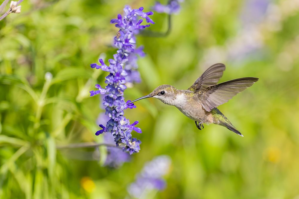 Ruby-throated hummingbird at Victoria blue salvia art print by Richard and Susan Day for $57.95 CAD