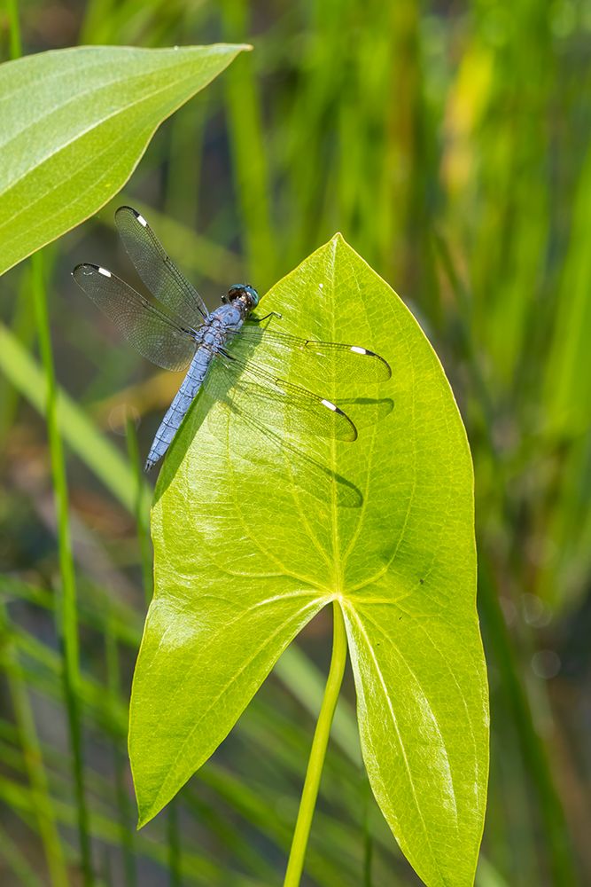Spangled Skimmer male on Arrowhead plant art print by Richard and Susan Day for $57.95 CAD