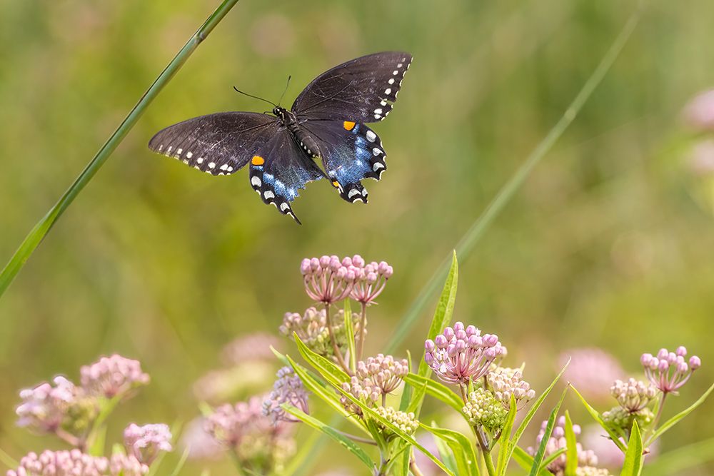 Spicebush swallowtail flying to swamp milkweed art print by Richard and Susan Day for $57.95 CAD
