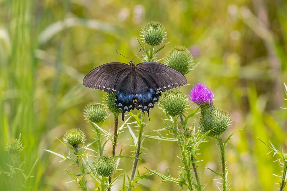 Spicebush swallowtail on Bull thistle art print by Richard and Susan Day for $57.95 CAD