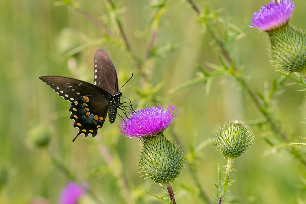 Spicebush swallowtail on Bull thistle art print by Richard and Susan Day for $57.95 CAD