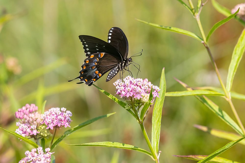 Spicebush swallowtail on swamp milkweed art print by Richard and Susan Day for $57.95 CAD