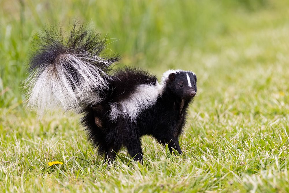 Striped skunk digging for food art print by Richard and Susan Day for $57.95 CAD
