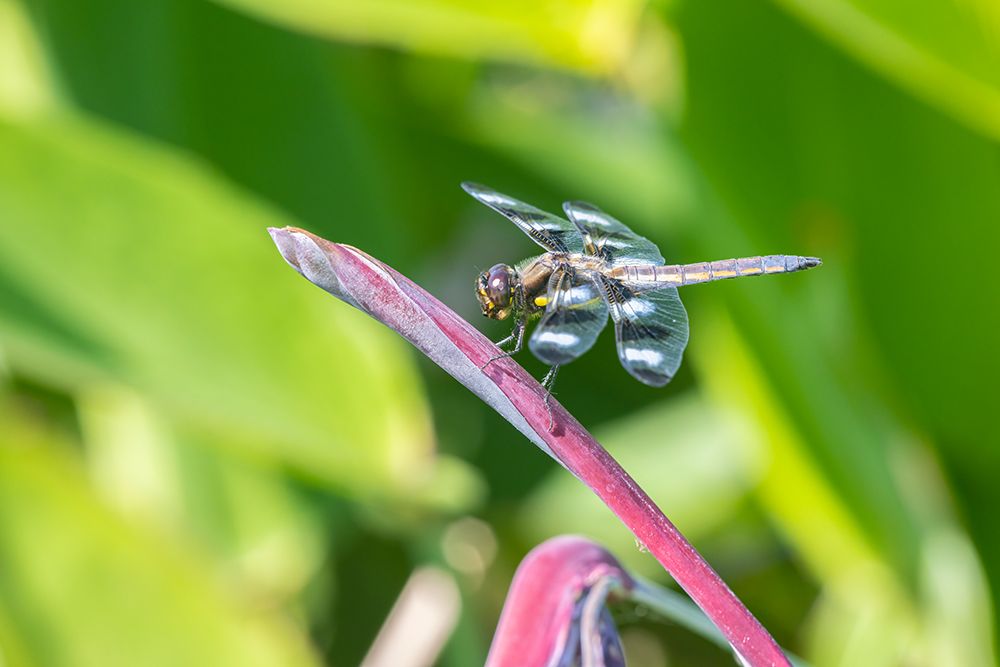 Twelve-spotted Skimmer male on Water Canna art print by Richard and Susan Day for $57.95 CAD