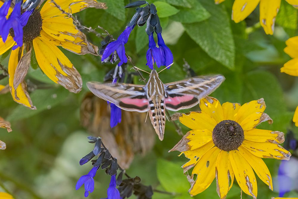 White-lined Sphinx on salvia art print by Richard and Susan Day for $57.95 CAD