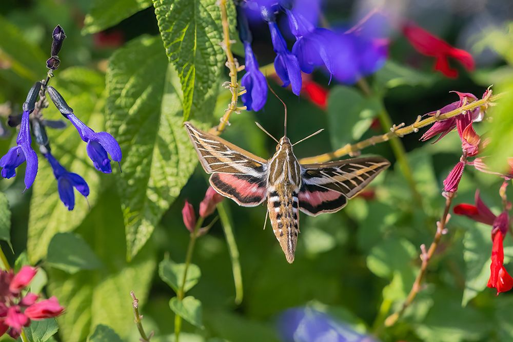 White-lined Sphinx on salvia art print by Richard and Susan Day for $57.95 CAD