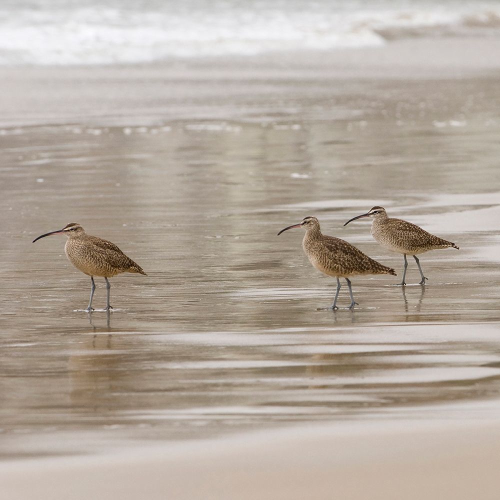 USA CA Pismo Beach Whimbrels art print by Trish Drury for $57.95 CAD