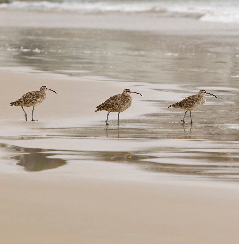 USA CA Pismo Beach Whimbrels art print by Trish Drury for $57.95 CAD