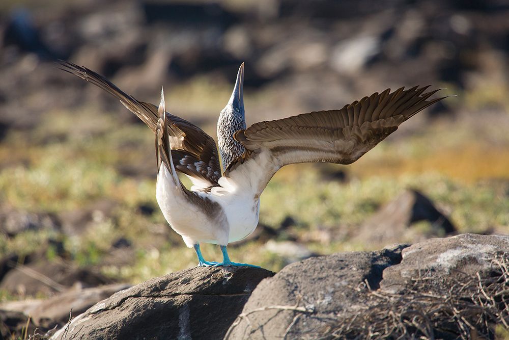 Blue-footed booby spreading the wings. Galapagos Islands, Ecuador. art print by Tom Norring for $57.95 CAD