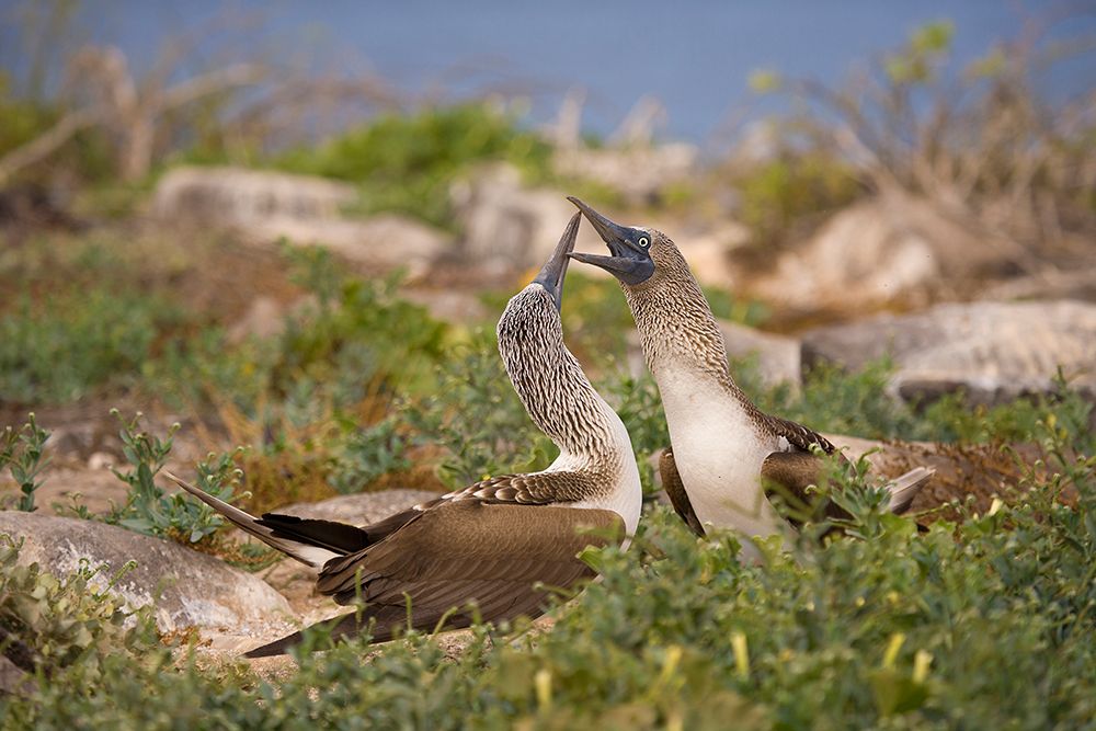 Red-footed booby dancing while courting. Galapagos Islands, Ecuador. art print by Tom Norring for $57.95 CAD