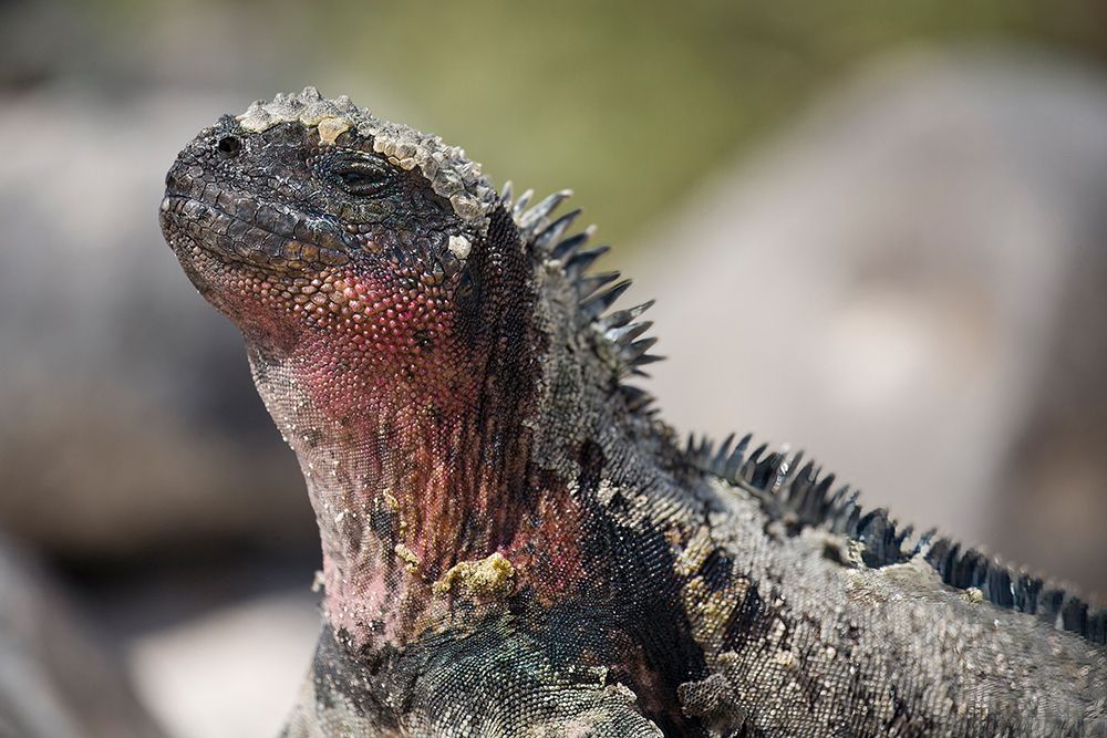 Marine iguana enjoys the sun by sitting on a rock. Galapagos Islands, Ecuador. art print by Tom Norring for $57.95 CAD