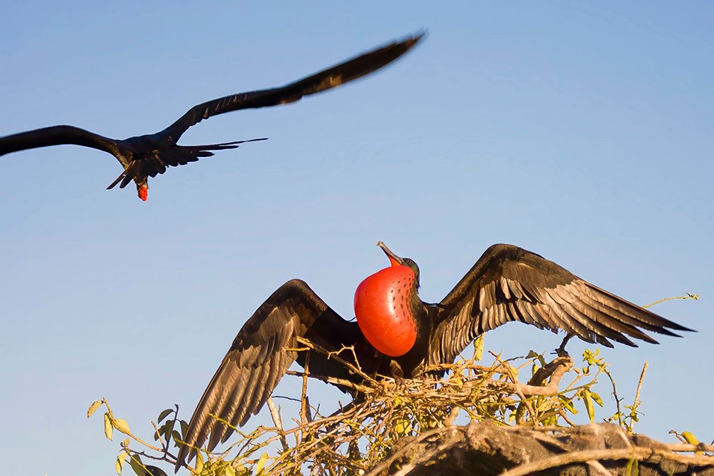 Male frigate bird staying back to guard the nest while showing his colors. Galapagos, Ecuador. art print by Tom Norring for $57.95 CAD