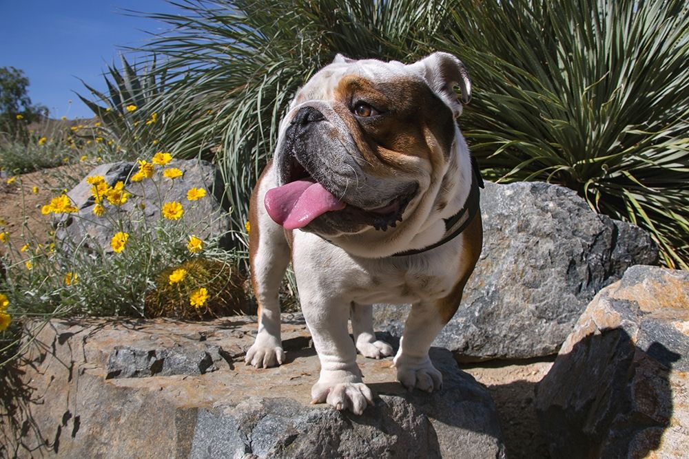 Bulldog in a desert garden art print by Zandina Muench Beraldo for $57.95 CAD