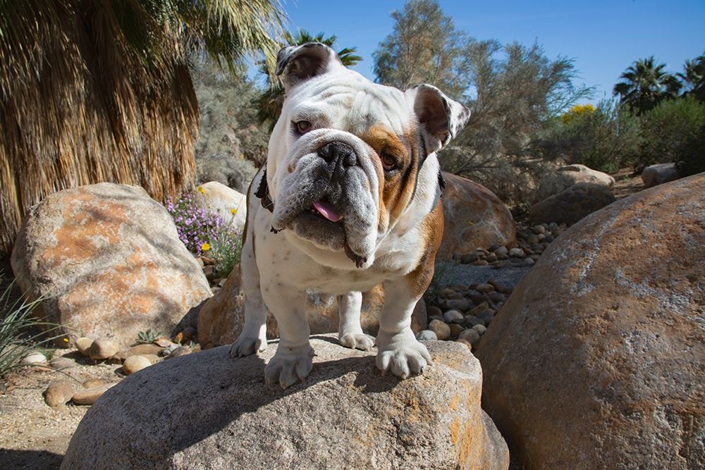 Bulldog in a desert garden art print by Zandina Muench Beraldo for $57.95 CAD