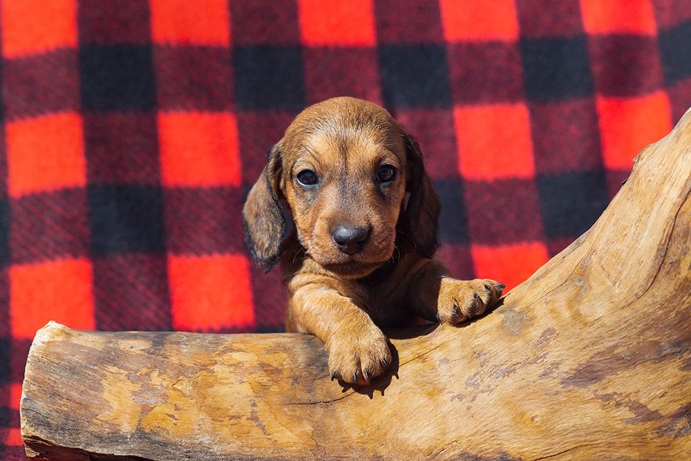 Doxen Puppy art print by Zandina Muench Beraldo for $57.95 CAD