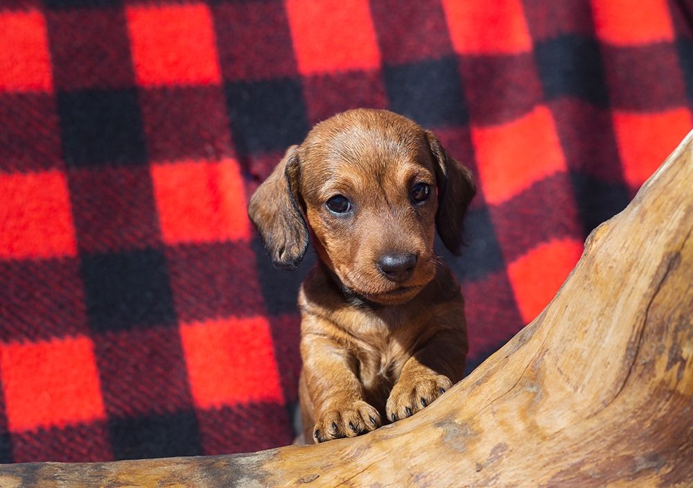 Doxen Puppy art print by Zandina Muench Beraldo for $57.95 CAD