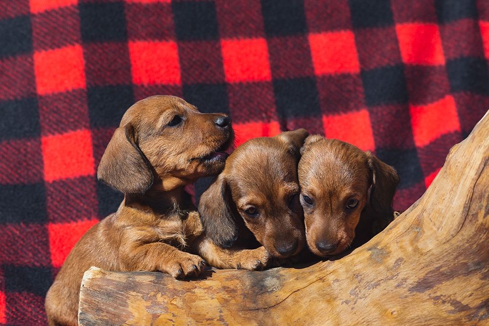 Doxen Puppies art print by Zandina Muench Beraldo for $57.95 CAD