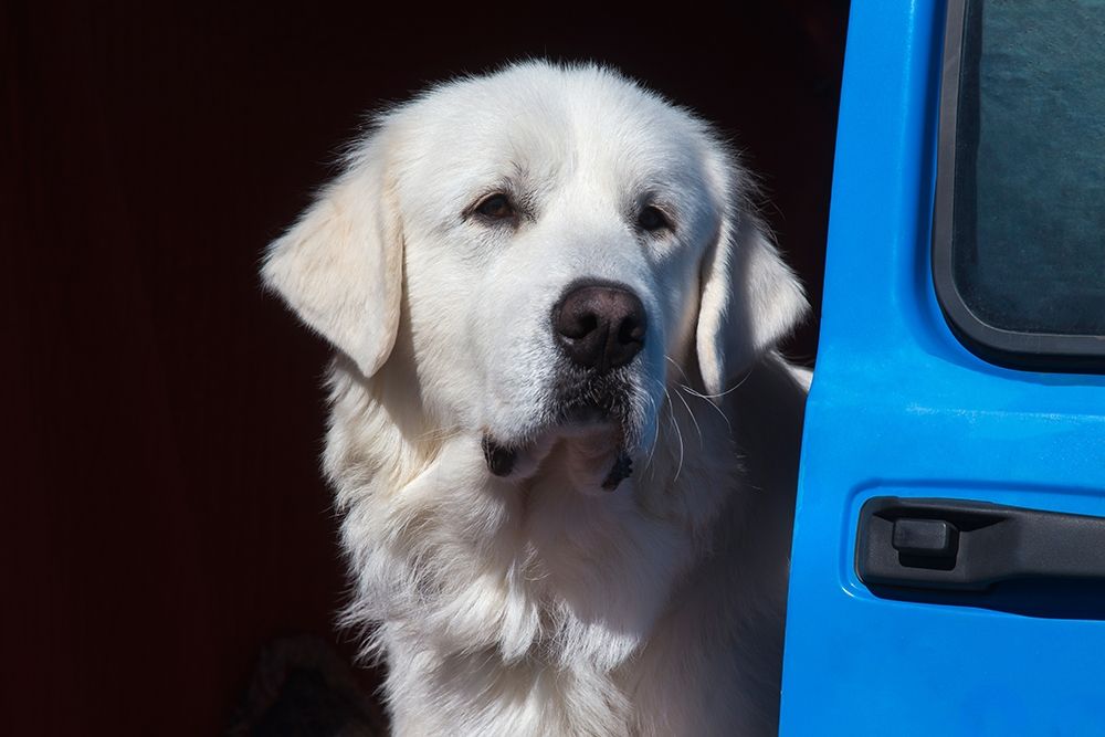 Great Pyrenees portrait art print by Zandina Muench Beraldo for $57.95 CAD