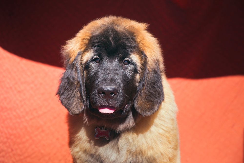 Leonberger Puppy art print by Zandina Muench Beraldo for $57.95 CAD