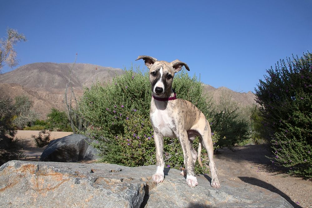 Whippet Puppy, art print by Zandina Muench Beraldo for $57.95 CAD