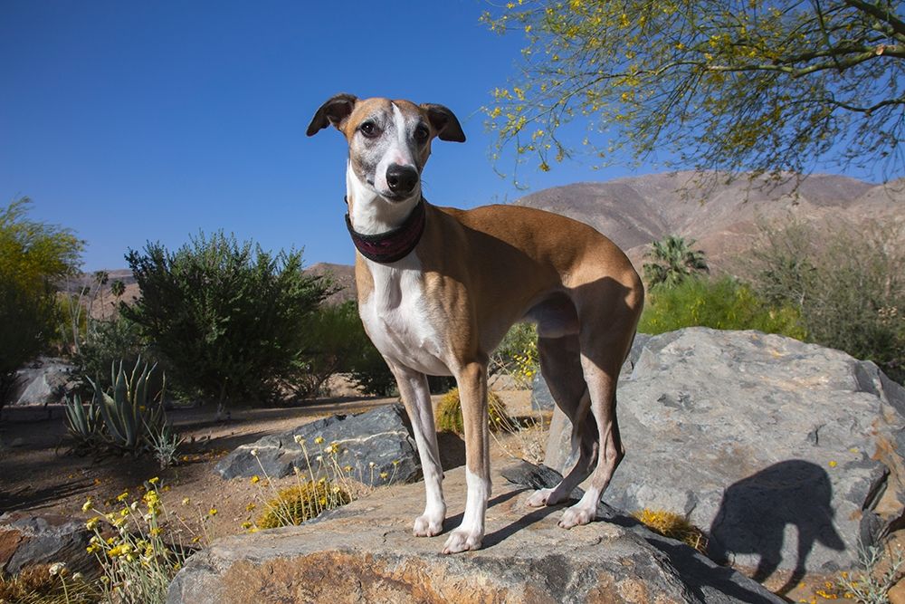 Whippet art print by Zandina Muench Beraldo for $57.95 CAD