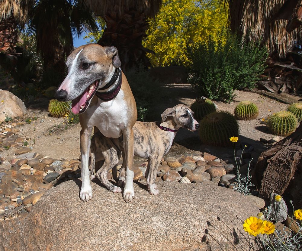 Whippet with Puppy art print by Zandina Muench Beraldo for $57.95 CAD