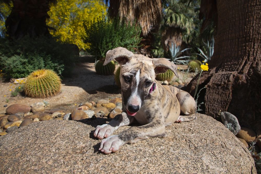 Whippet Puppy art print by Zandina Muench Beraldo for $57.95 CAD
