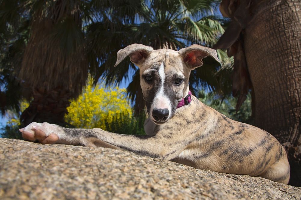 Whippet Puppy art print by Zandina Muench Beraldo for $57.95 CAD