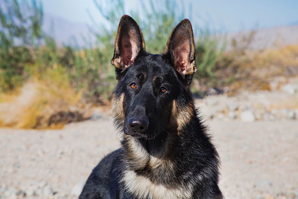 German Shepherd in the Coachella Valley-California art print by Zandria Muench for $57.95 CAD